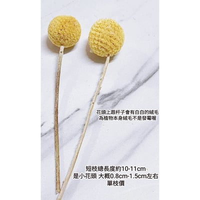 ✿金杖花/金槌花/黃金球/金杖球✿2