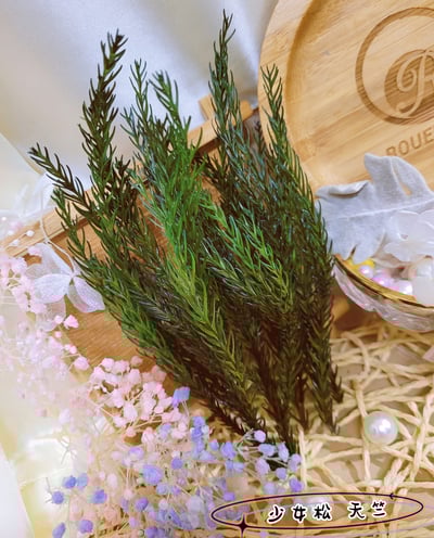 ✿少女松/天竺✿（9／14）1