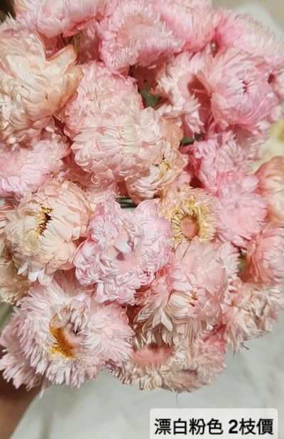 麥桿菊/七彩菊/漂白麥桿菊/菊花6