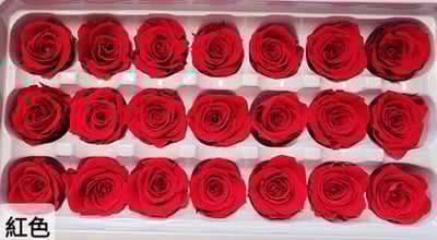 2-3偏3CM玫瑰❁素色 33色❁4