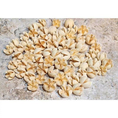 木荷果/開心果/開口笑果實/十字果8