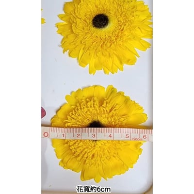 ✭約6cm迷你非洲菊/菊花✭2