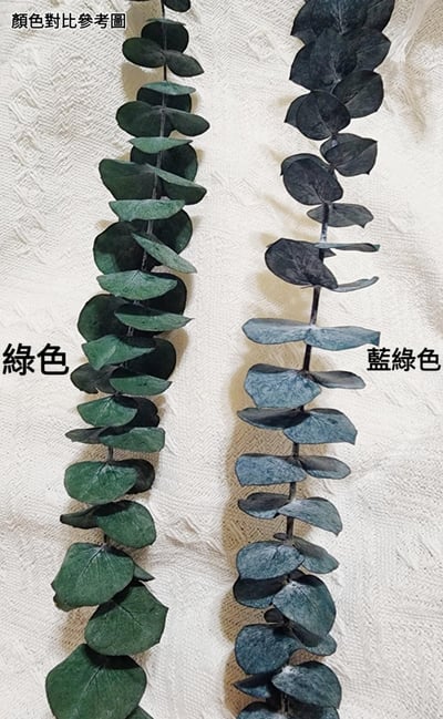 尤加利葉/小圓葉桉/大圓葉桉/蘋果桉（8／7已更新）17