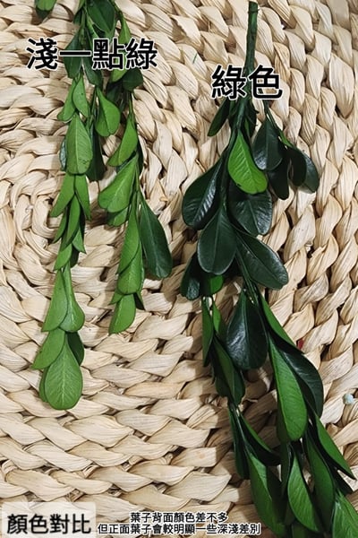 ✿黃楊/金柳✿(8/4已更新)4