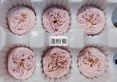 ✵3-4cm巧克力奧斯汀/平頭奧斯汀✵(7/25已更新)6