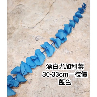 漂白尤加利葉/小圓葉桉/大圓葉桉/蘋果桉9