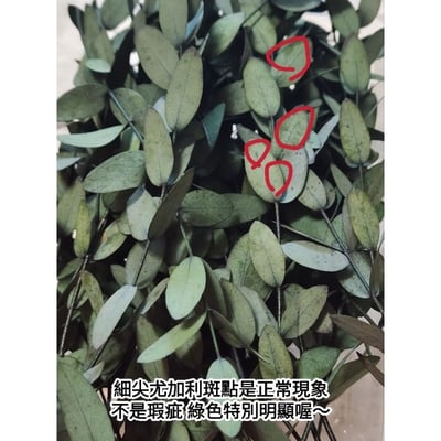 尤加利葉/小圓葉桉/大圓葉桉/蘋果桉（8／7已更新）3