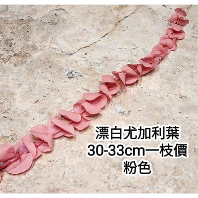 漂白尤加利葉/小圓葉桉/大圓葉桉/蘋果桉5