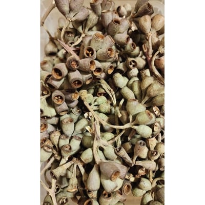 ❈琥珀果/殭屍果❈7