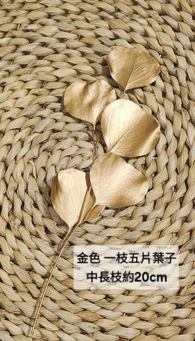 尤加利葉/小圓葉桉/大圓葉桉/蘋果桉（8／7已更新）24