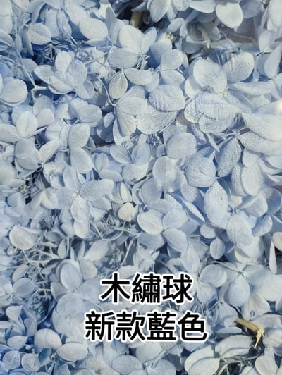 ★木繡球 單色 雙色 限定色★（8／7已更新）10