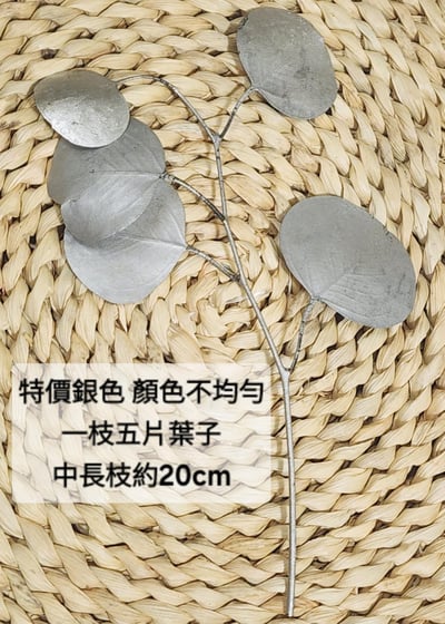 尤加利葉/小圓葉桉/大圓葉桉/蘋果桉（8／7已更新）25