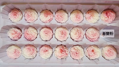 ❤2-3cm奧斯汀/巧克力奧斯汀 17色❤9