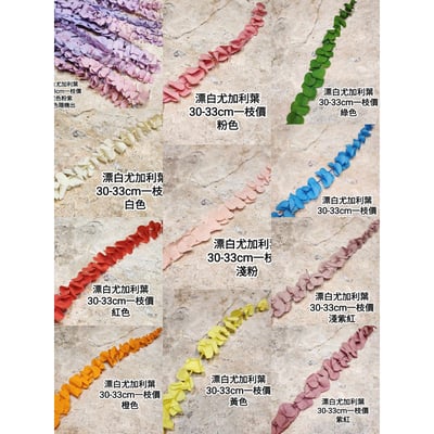 漂白尤加利葉/小圓葉桉/大圓葉桉/蘋果桉1