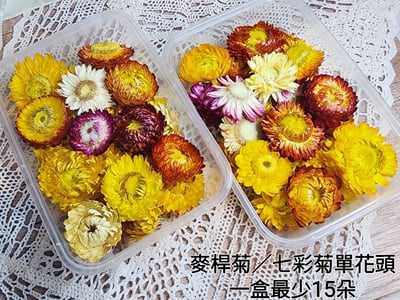 ✿麥桿菊/七彩菊✿1