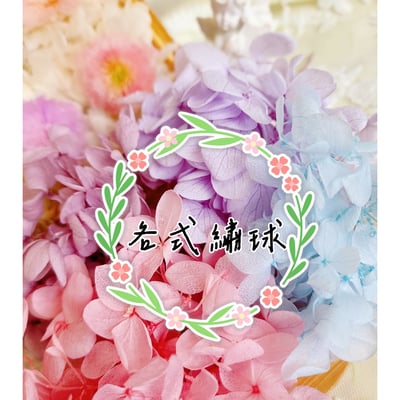 ★安娜繡球 亞特蘭繡球 單色雙色(6/30已更新)1