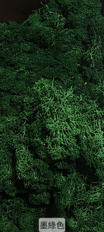 ★馴鹿草/苔蘚/馴鹿苔★（4／21已更新）21