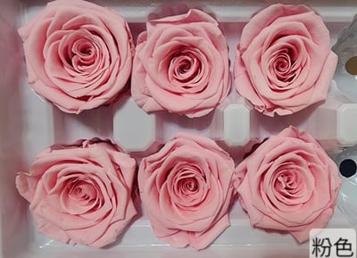 4cm玫瑰❁素色 22色❁(8/7已更)21