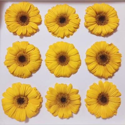 約4-5cm迷你非洲菊/菊花6