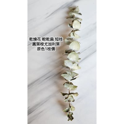 尤加利葉/小圓葉桉/大圓葉桉/蘋果桉（8／7已更新）9