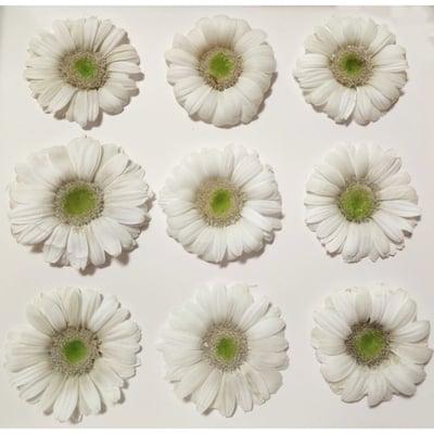 約4-5cm迷你非洲菊/菊花2