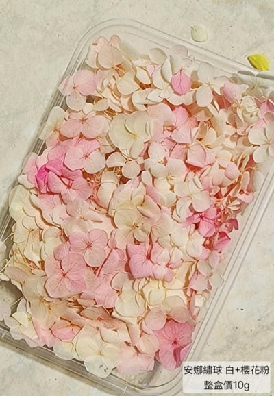 ★安娜繡球 亞特蘭繡球 單色雙色(6/30已更新)17