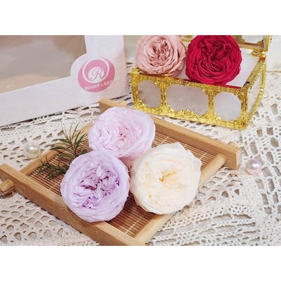 ✵3-4cm巧克力奧斯汀/平頭奧斯汀✵(7/25已更新)1