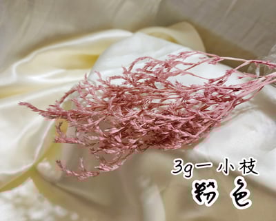 ❁大地農園EARTH MATTERS❁平葉磯松/雪花3