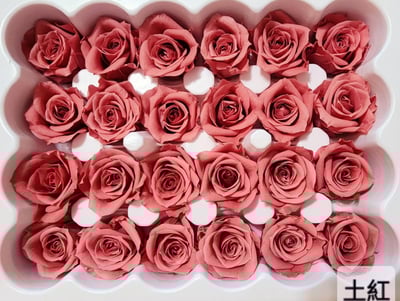 2-2cm多矮小迷你玫瑰❁素色 28色❁（8/7已更新）12