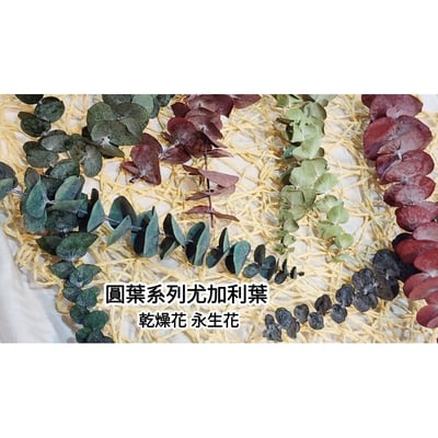 尤加利葉/小圓葉桉/大圓葉桉/蘋果桉（8／7已更新）1