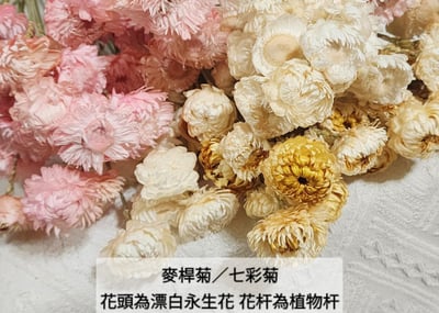 麥桿菊/七彩菊/漂白麥桿菊/菊花1