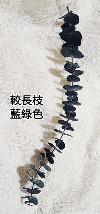 尤加利葉/小圓葉桉/大圓葉桉/蘋果桉（8／7已更新）18