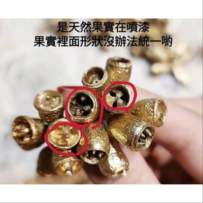 ❈琥珀果/殭屍果❈3