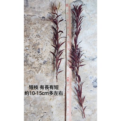 千層金/黃金串錢柳/細葉千層金/茶樹葉2