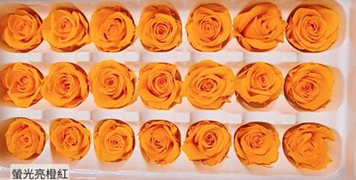 2-3偏3CM玫瑰❁素色 33色❁17