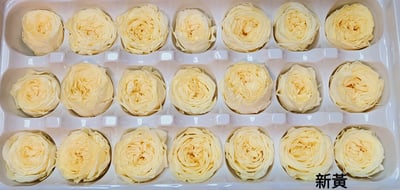 ❤2-3cm奧斯汀/巧克力奧斯汀 17色❤18