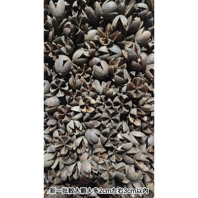 木荷果/開心果/開口笑果實/十字果11