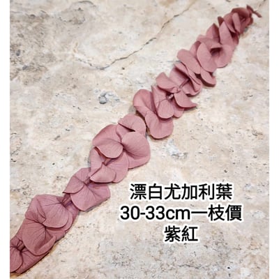 漂白尤加利葉/小圓葉桉/大圓葉桉/蘋果桉11