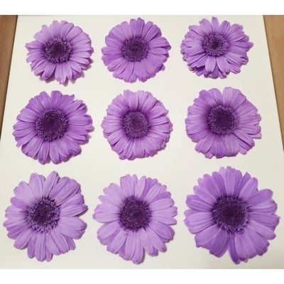 約4-5cm迷你非洲菊/菊花5