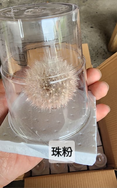 ❀蒲公英❀（7／25已更新）12