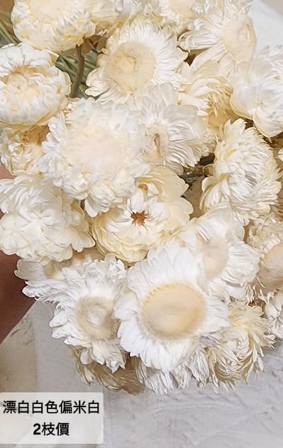 麥桿菊/七彩菊/漂白麥桿菊/菊花5