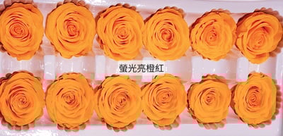 3.5-4cm玫瑰❁素色 27色❁(8/7已更)21