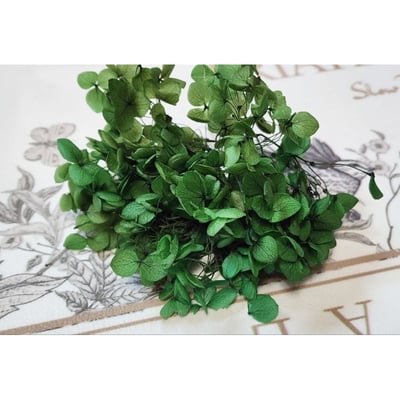 ★安娜繡球 亞特蘭繡球 單色雙色(6/30已更新)3