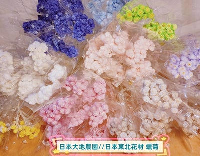 ♫大地農園/東北花材 蠟菊♫1