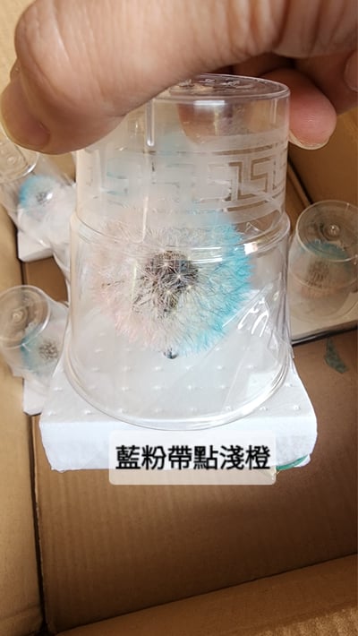 ❀蒲公英❀（7／25已更新）16