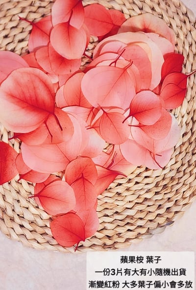 尤加利葉/小圓葉桉/大圓葉桉/蘋果桉（8／7已更新）23