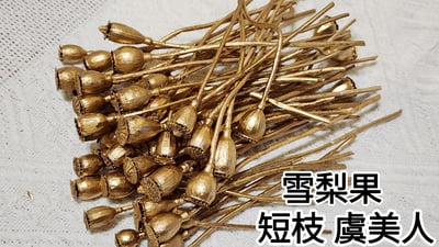 虞美人/雪梨果1