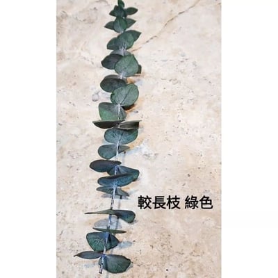 尤加利葉/小圓葉桉/大圓葉桉/蘋果桉（8／7已更新）8