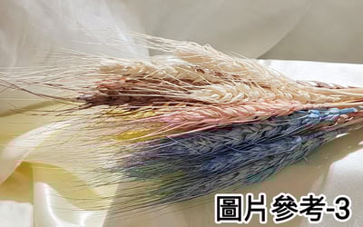 麥穗3
