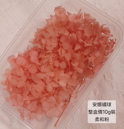 ★安娜繡球 亞特蘭繡球 單色雙色(6/30已更新)12